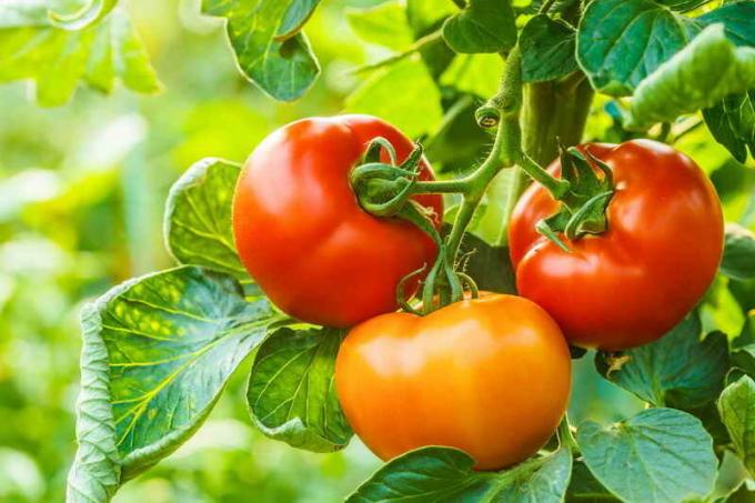 tomates récolte. Illustration pour un article est utilisé pour une licence standard © ofazende.ru