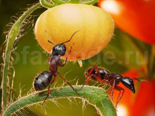 Se débarrasser des fourmis. Illustration pour un article est utilisé pour une licence standard © ofazende.ru