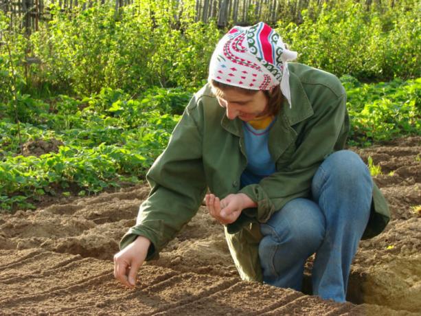 Plantules. Quand et quoi planter