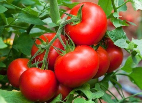 Des moyens efficaces pour aider à développer les tomates douces