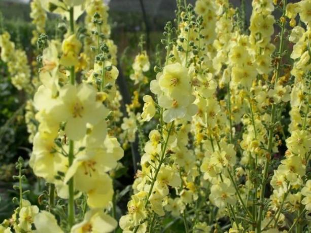 Cultivar avec des fleurs jaune vif