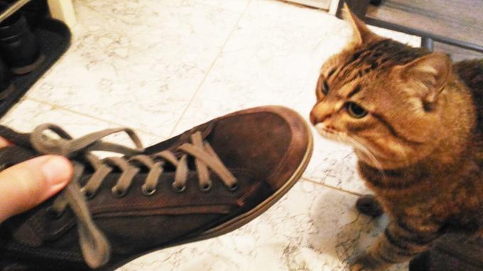 L'acceptation de chaussures mon chat.