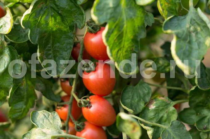 La culture de tomates dans la serre. Illustration pour un article est utilisé pour une licence standard © ofazende.ru