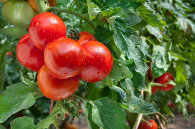 Les tomates dans la serre. Illustration pour un article est utilisé pour une licence standard © ofazende.ru