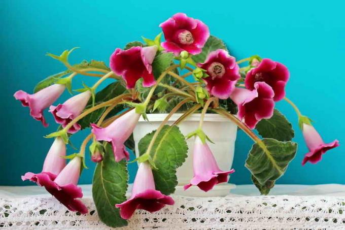 Régime d'arrosage dans le Gloxinia de soins à domicile