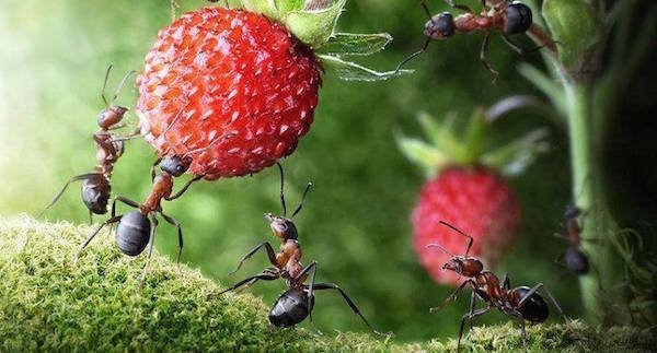 Les fourmis sur le site: préjudice ou avantage?