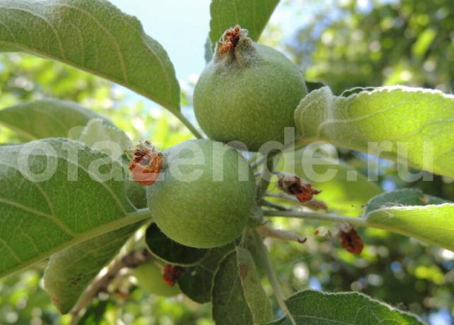 Crumble Apple - Feed l'arbre