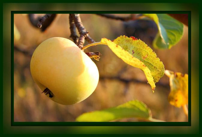 Soins obligatoire de l'arbre de pomme, en Septembre et Octobre: ​​4 étapes à une grande récolte, qui doivent faire maintenant