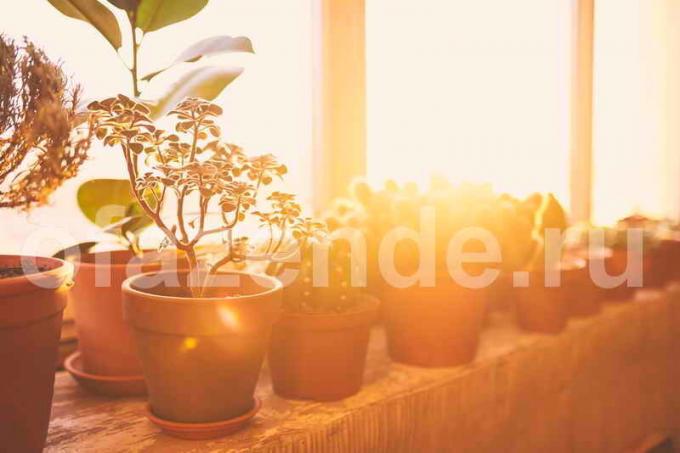 Les plantes en pot pour le balcon. Illustration pour un article est utilisé pour une licence standard © ofazende.ru