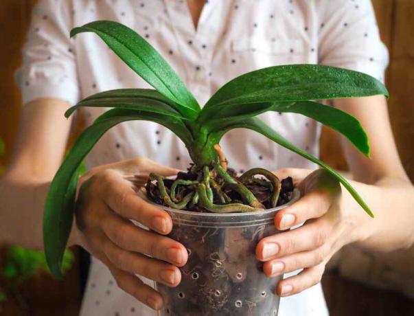 Pourquoi les racines d'orchidées sont sèches, et donnent du pot? Un signal qu'il est temps de prendre des mesures