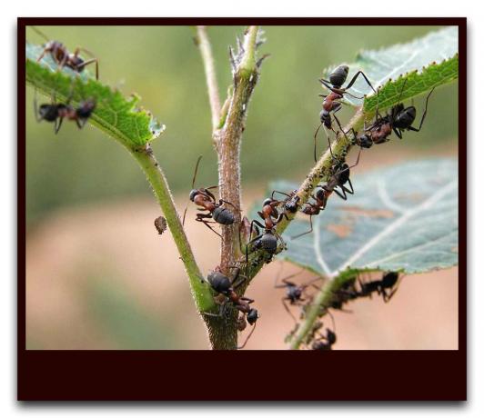 Les fourmis protègent les pucerons