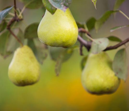 L'alimentation d'automne de pommes et de poires pour l'hiver et la récolte