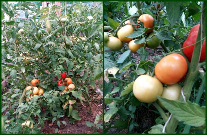 Comment puis-je obtenir de bonnes tomates attachées rapidement et rougi. La récolte sera beaucoup!