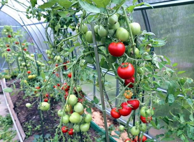 Prendre soin de tomates dans la serre (Photo utilisée sous la licence standard © de ofazende.ru)