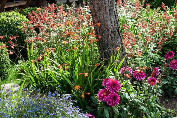 Jardin parterres de fleurs dans l'ombre des jardiniers Conseils