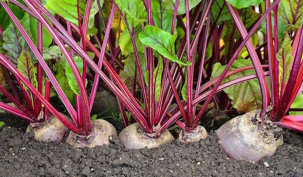 Toutes les cultures de légumes ne sont pas peur de l'ombre