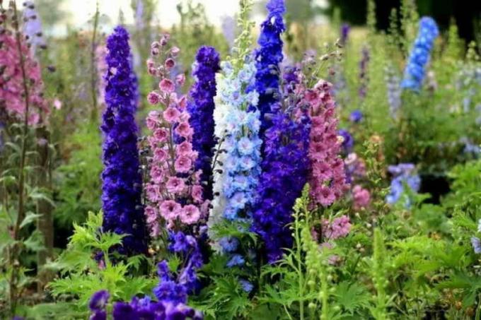 De plus en plus delphiniums de la graine à la maison