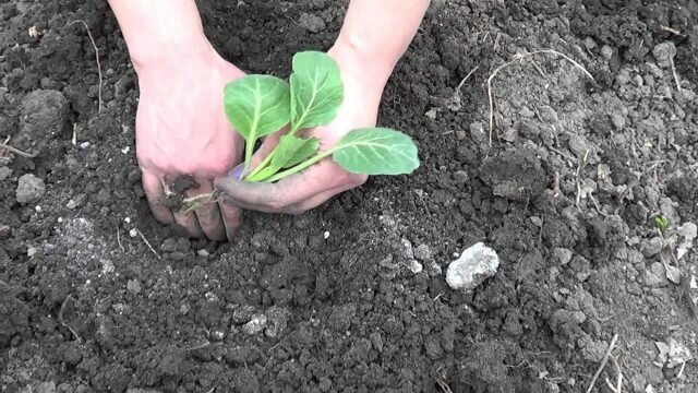 La plantation du chou pour l'hiver