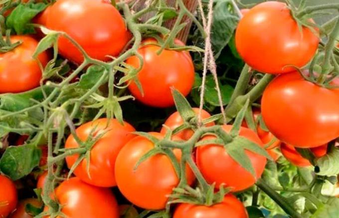 Tomate variétés Alpha lifehack.sait-pro-dachu.ru