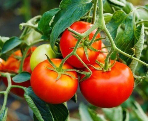 Comment prolonger la fructification des tomates en Août