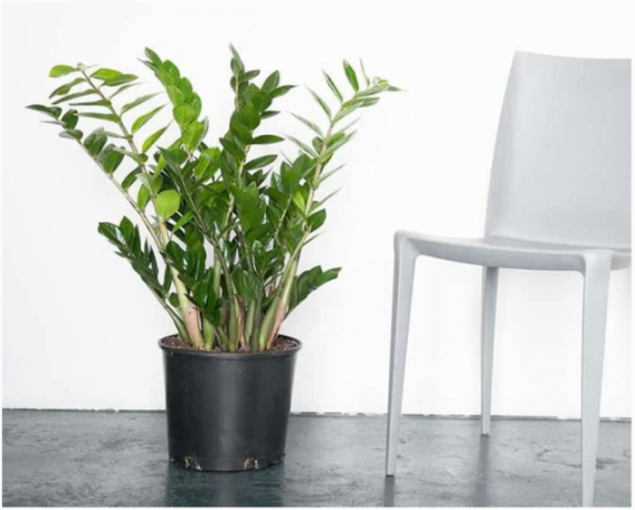 Zamioculcas - une plante qui a l'air cool à l'intérieur. Illustrations pour un article tiré de l'Internet