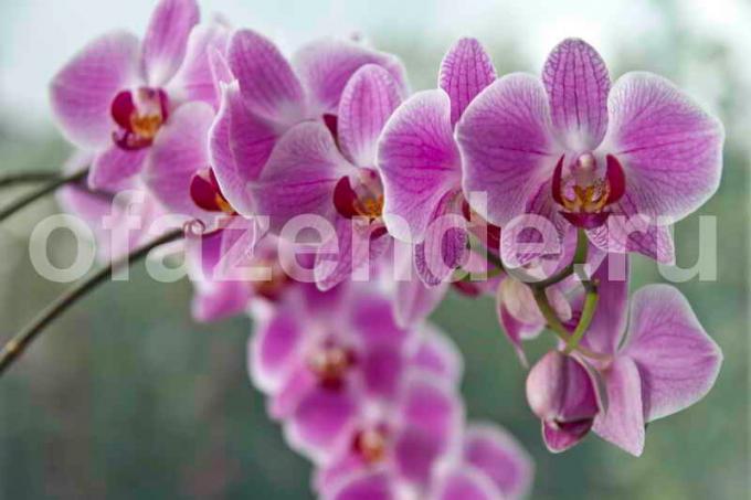 La culture des orchidées. Illustration pour un article est utilisé pour une licence standard © ofazende.ru