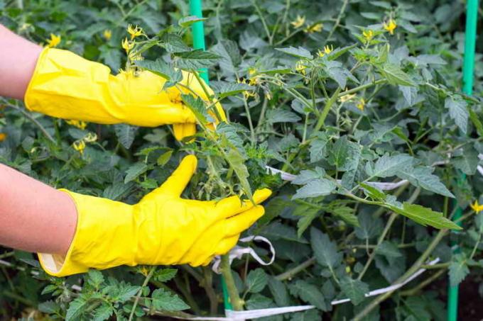 Le feuillage des tomates - supprimer ou non? Toutes les pasynkovanii légumes