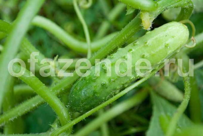 la récolte de concombre riche. Illustration pour un article est utilisé pour une licence standard © ofazende.ru