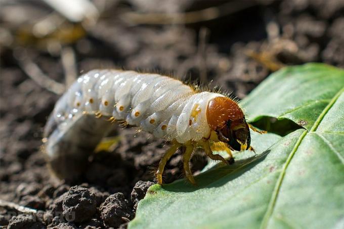 Comment facile de débarrasser votre jardin de hanneton, courtilières, les limaces et les pucerons sans l'utilisation de pesticides: 5 moyens éprouvés