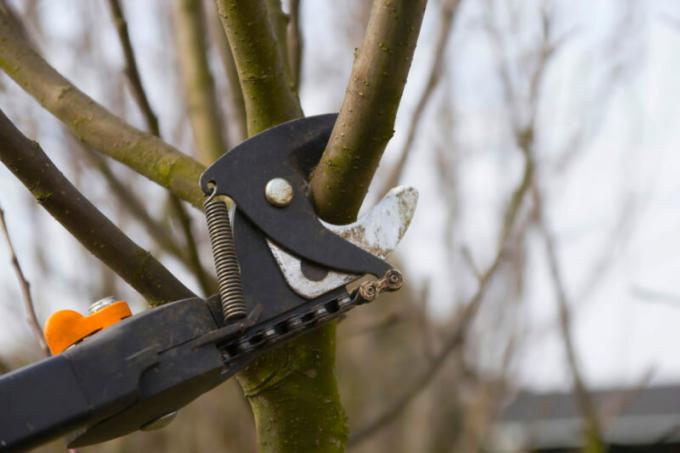 Comment prolonger la vie d'un vieil arbre