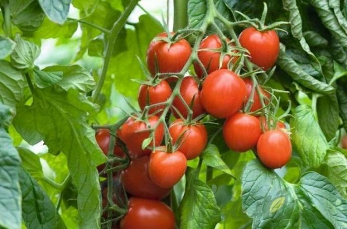 Tomate variétés Benito fermer.blog