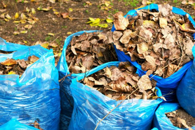 feuilles mortes peuvent être utilisées comme compost ou paillis. Illustration pour un article est utilisé pour une licence standard © ofazende.ru