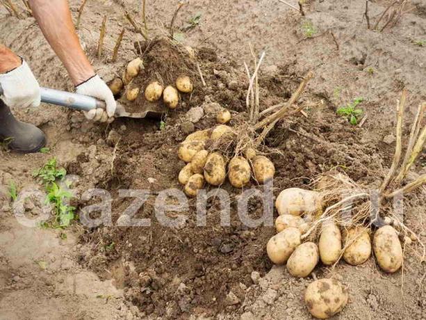 Une excellente récolte de pommes de terre par la méthode Balabanov