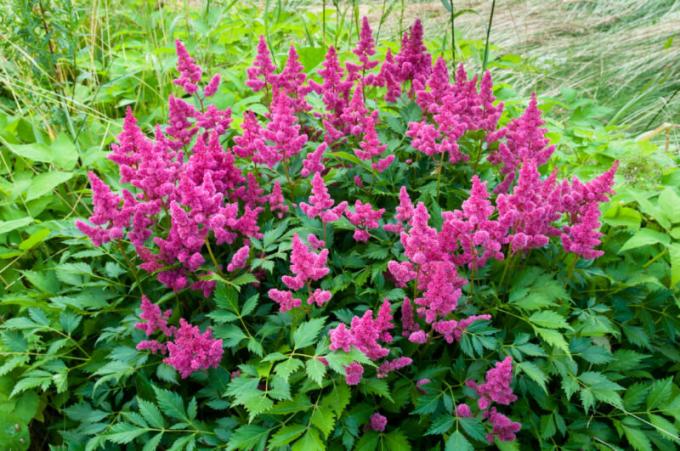 Soins automne Astilbe et les préparatifs pour l'hiver