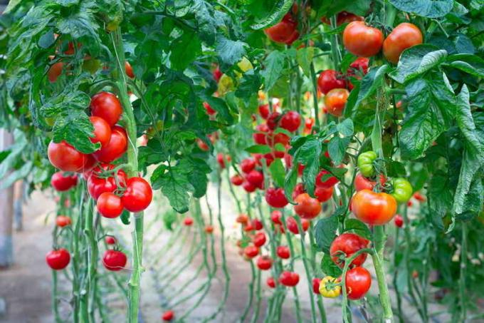 tomates jarretières. Illustration pour un article est utilisé pour une licence standard © ofazende.ru