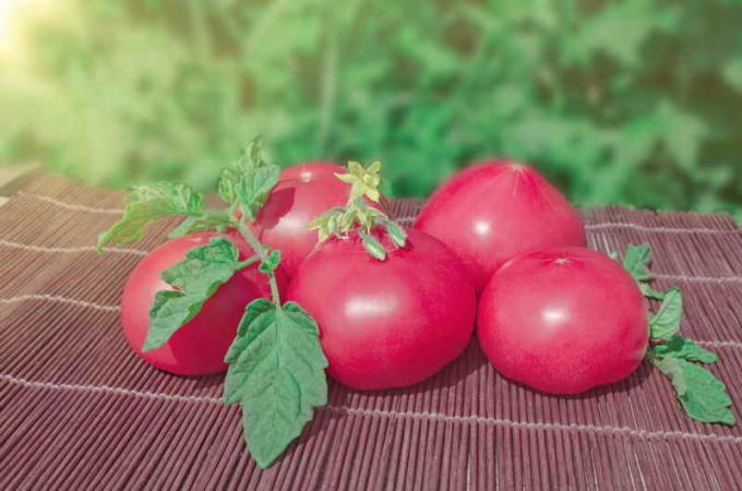 tomates roses anciennes. Illustration pour un article est utilisé pour une licence standard © ofazende.ru