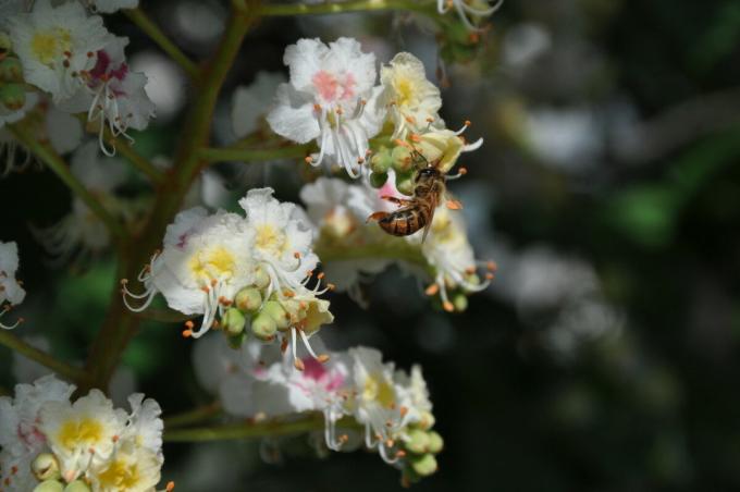 Le miel de châtaignier aide à guérir de nombreuses maladies, et pourquoi il est considéré comme un de votre source de santé et de longévité