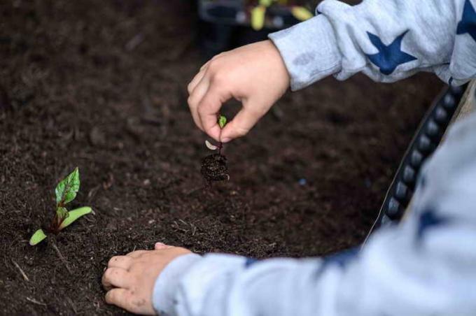 De précieux conseils pour la betterave croissance