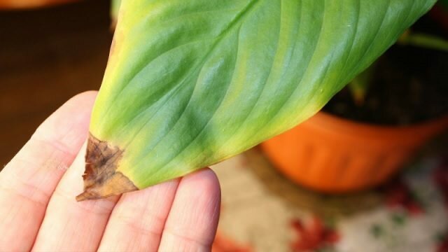Tropical beau Spathiphyllum répond à la sécheresse et à la chaleur de l'un des premiers