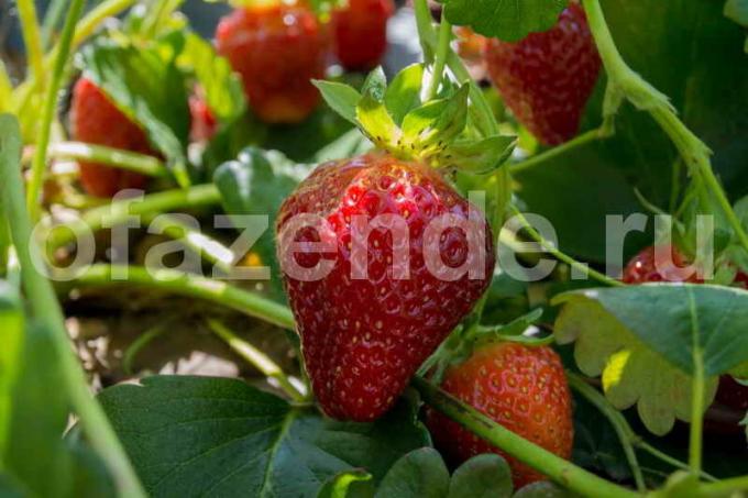 la culture des fraises. Illustration pour un article est utilisé pour une licence standard © ofazende.ru