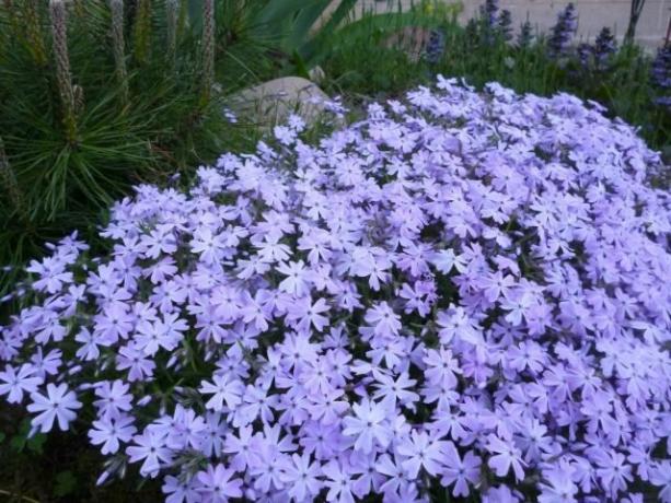 Tapis odorant: Cinq des meilleures plantes vivaces, couvre-sol pour les parterres de fleurs et jardins