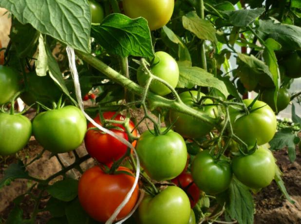 tomate « Snegirek »