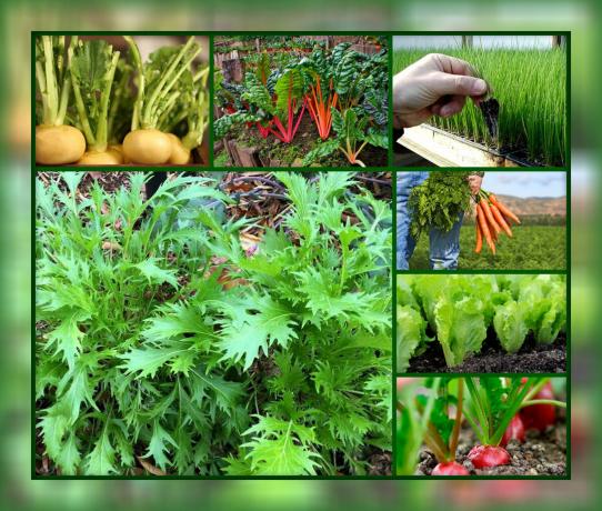 TOP-7 récolte de printemps rapide utilité de légumes, ainsi que les meilleures variétés pour votre jardin
