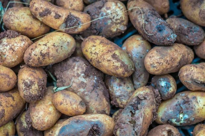 5 raisons principales qui peuvent pourrir les pommes de terre dans la cave