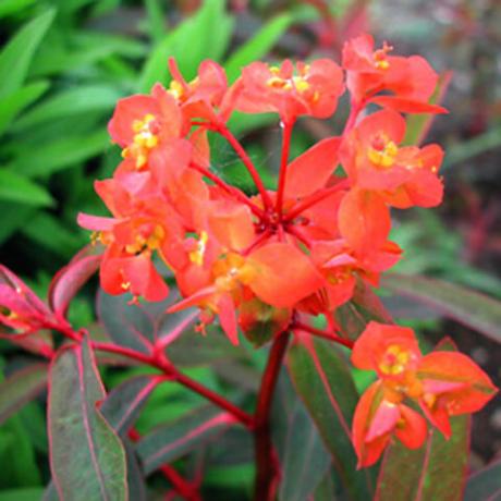 fleurs orange foncé