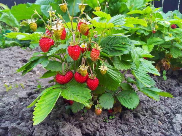 Culture des fraises et fraises