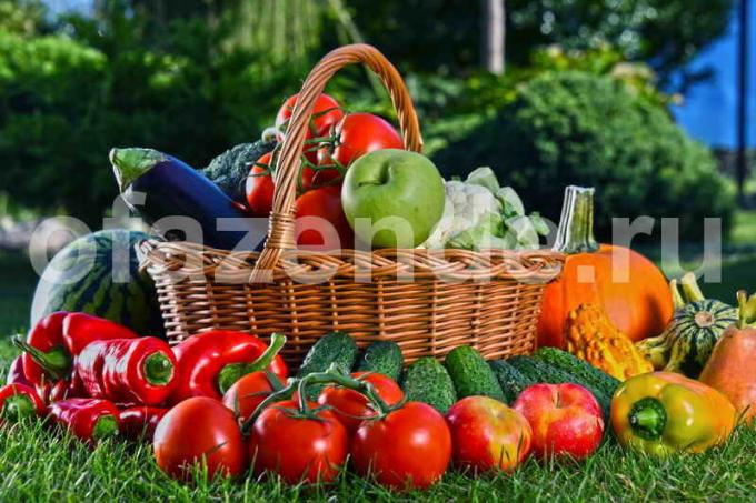 La culture des légumes. Illustration pour un article est utilisé pour une licence standard © ofazende.ru