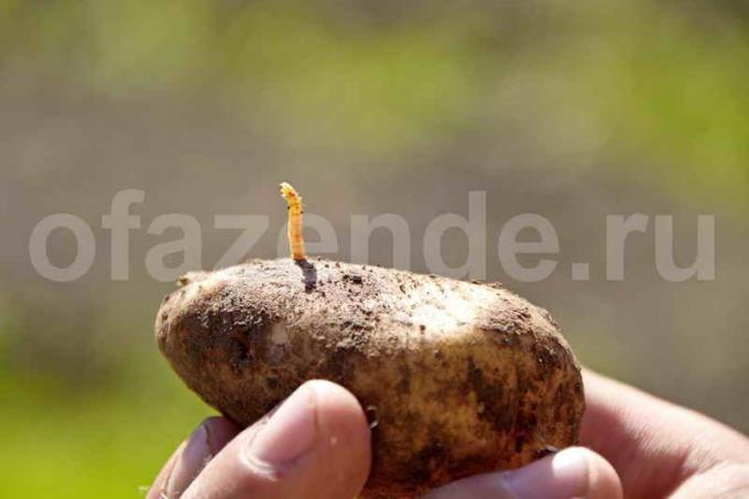 Les taupins dans les pommes de terre. Illustration pour un article est utilisé pour une licence standard © ofazende.ru