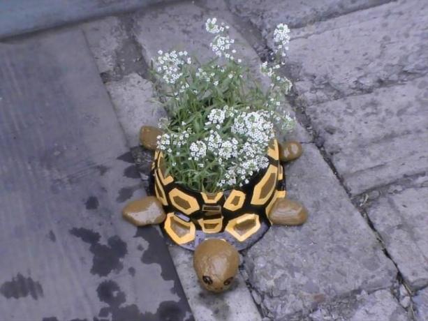 tortue flowerbed