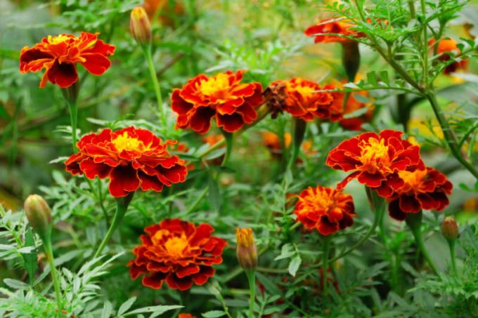 fleurs Marigold et les verts sont très lumineux en raison de l'odeur des huiles essentielles. Illustration pour un article est utilisé pour une licence standard © ofazende.ru